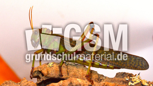 Südamerikanische Riesenheuschrecke_2.jpg